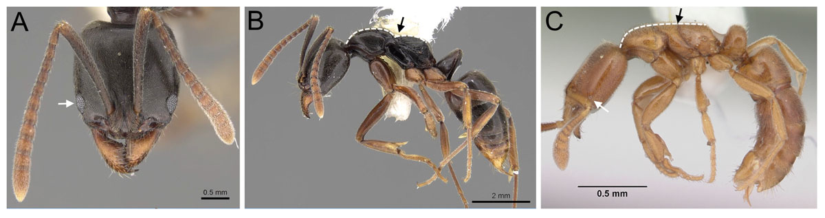 FIg 12